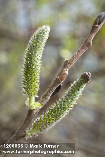 Salix hookeriana