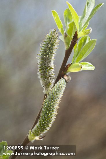 Salix hookeriana