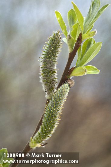 Salix hookeriana