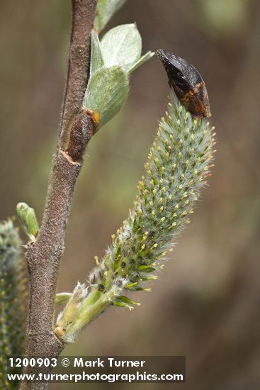 Salix hookeriana