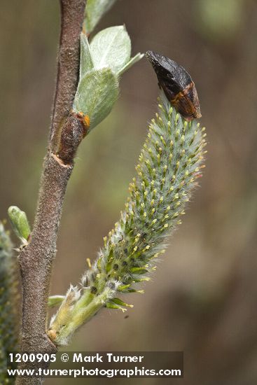 Salix hookeriana