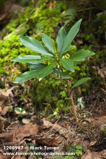 Daphne laureola