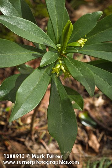 Daphne laureola