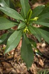 Spurge Laurel blossoms & foliage
