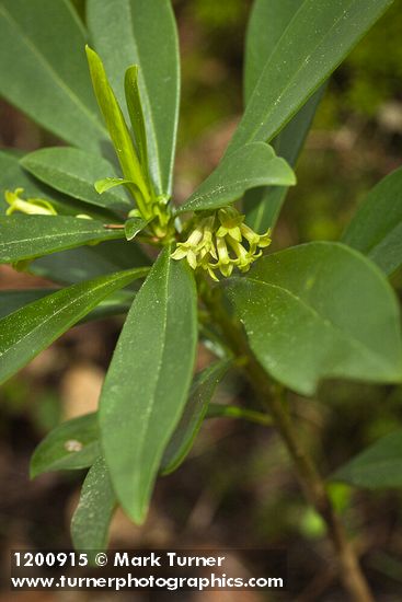 Daphne laureola
