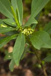Spurge Laurel blossoms & foliage