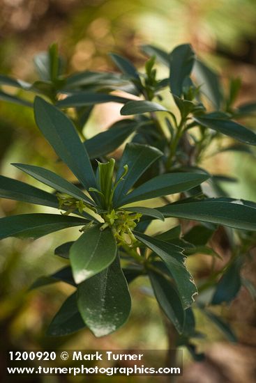 Daphne laureola