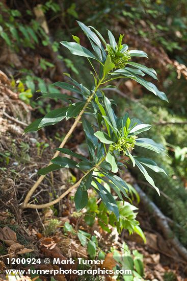 Daphne laureola