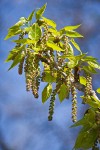 Black Cottonwood catkins & emerging foliage
