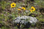 Hood's Phlox w/ Hooker's Balsamroot