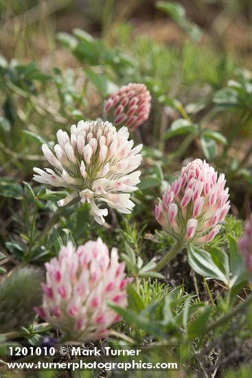 Trifolium macrocephalum