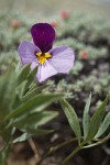Sagebrush Violet blossom