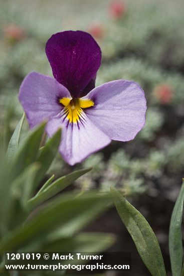 Viola trinervata