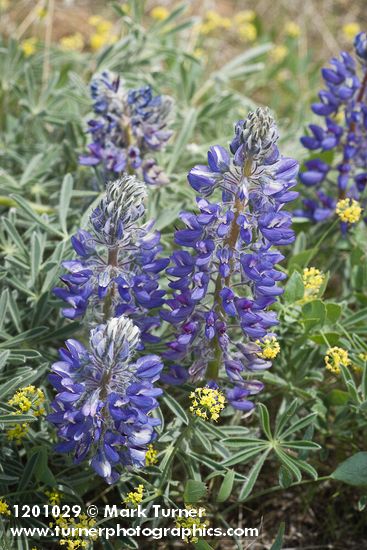 Lupinus lepidus