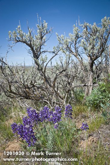 Lupinus lepidus; Artemisia tridentata
