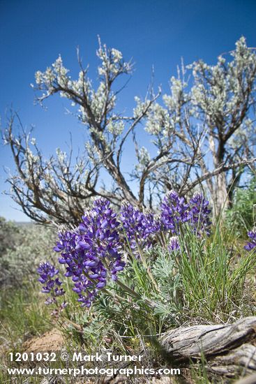 Lupinus lepidus; Artemisia tridentata