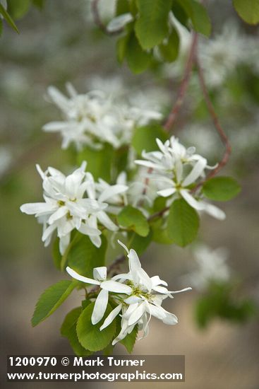 Amelanchier alnifolia