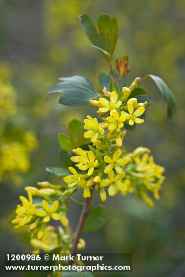 Ribes aureum