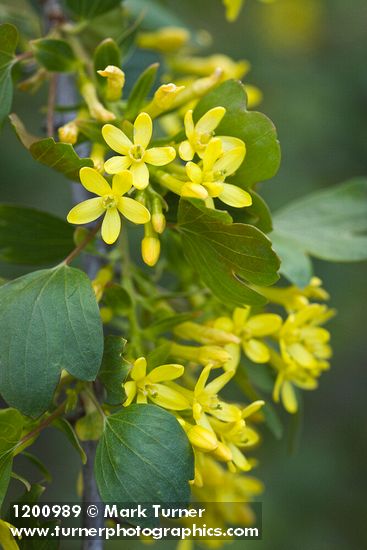 Ribes aureum