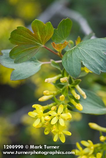Ribes aureum