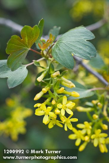 Ribes aureum