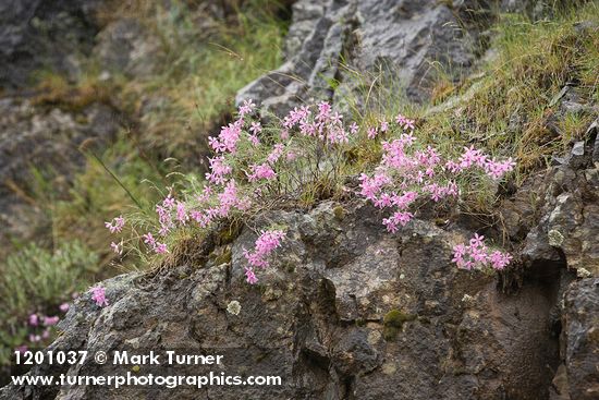 Phlox colubrina