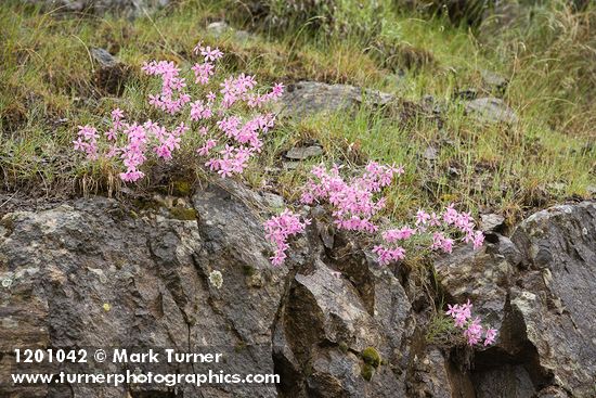 Phlox colubrina