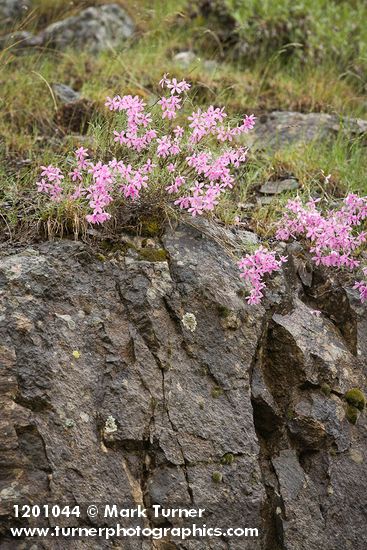 Phlox colubrina