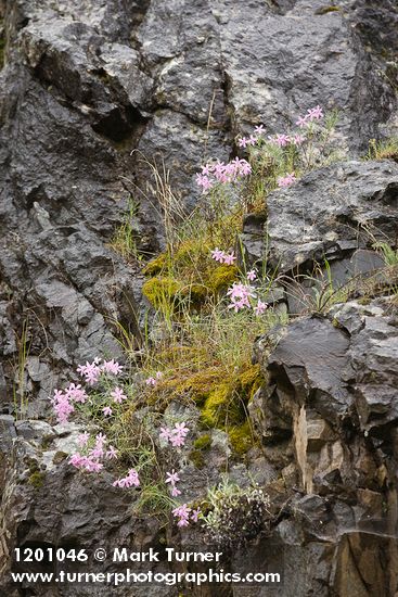 Phlox colubrina