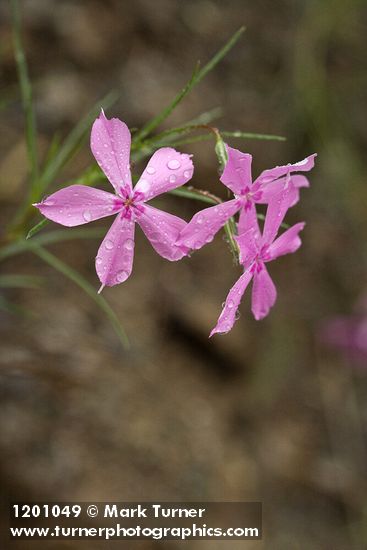 Phlox colubrina