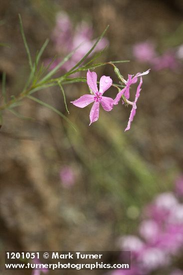 Phlox colubrina