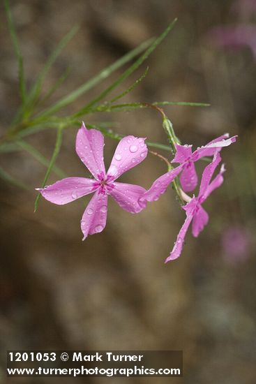 Phlox colubrina