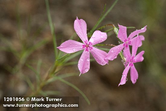 Phlox colubrina