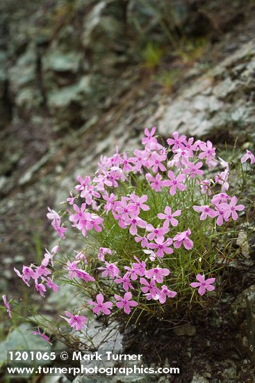 Phlox colubrina