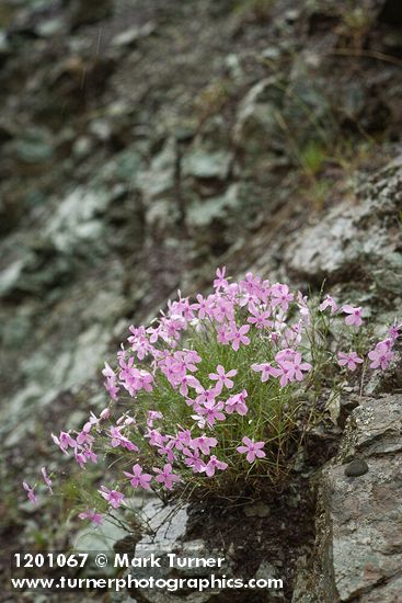 Phlox colubrina