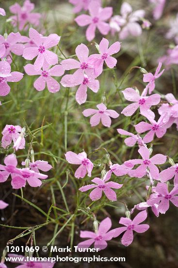 Phlox colubrina