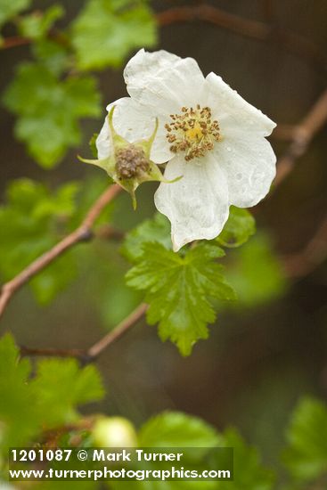 Rubus bartonianus