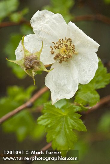 Rubus bartonianus