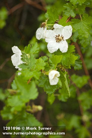 Rubus bartonianus