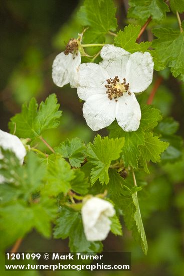 Rubus bartonianus