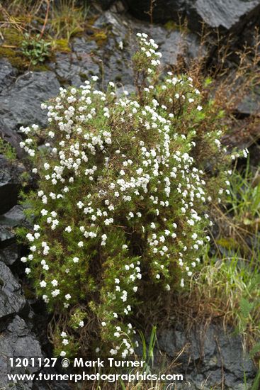 Phlox caespitosa