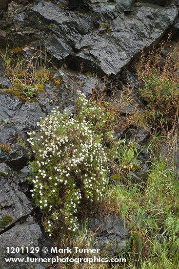 Phlox caespitosa