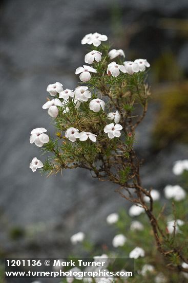 Phlox caespitosa