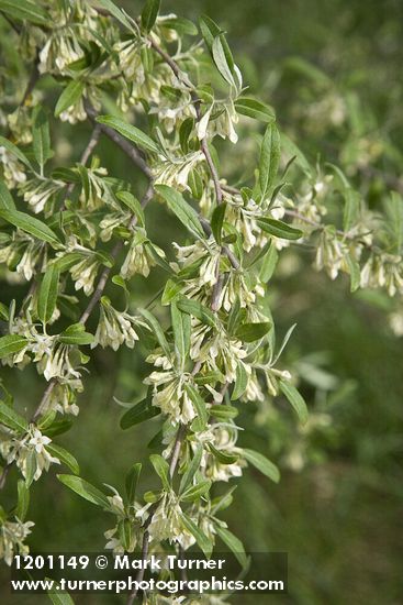 Elaeagnus umbellata