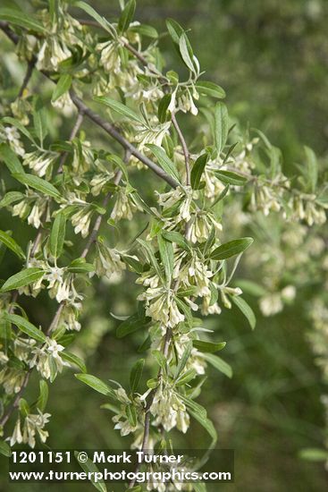 Elaeagnus umbellata