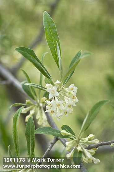 Elaeagnus umbellata