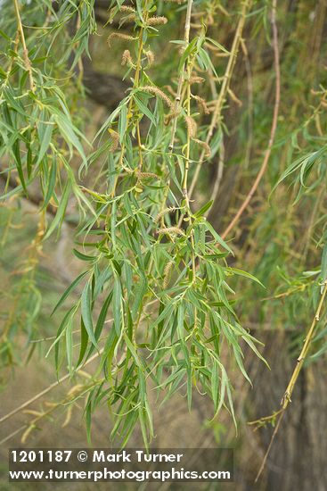Salix alba