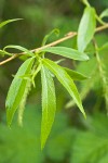 Crack Willow foliage