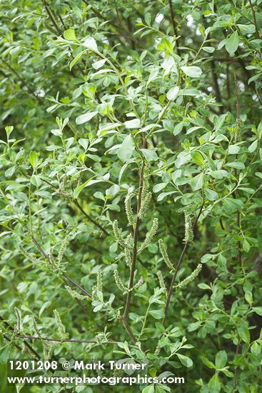 Salix sitchensis