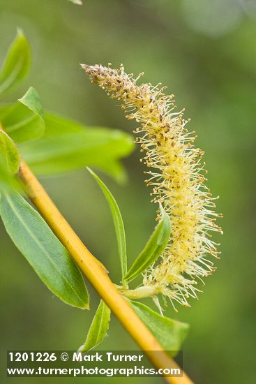 Salix ×fragilis